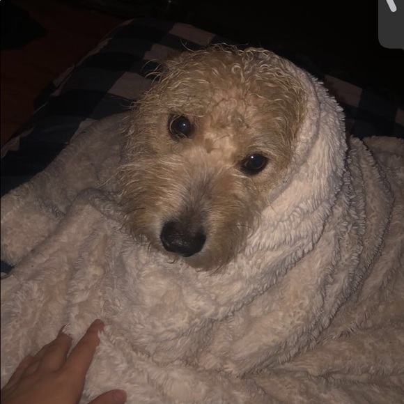 Meet your Posher, Emma - Picture 1 of 1